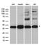 DIA1 antibody, LS-C796623, Lifespan Biosciences, Western Blot image 