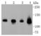 Neuropilin 1 antibody, A01324, Boster Biological Technology, Western Blot image 