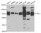 Nectin Cell Adhesion Molecule 2 antibody, LS-B15413, Lifespan Biosciences, Western Blot image 