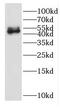 Early Growth Response 2 antibody, FNab02672, FineTest, Western Blot image 