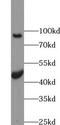 Solute Carrier Family 39 Member 8 antibody, FNab09643, FineTest, Western Blot image 