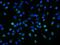 Neuropilin 1 antibody, M01324-2, Boster Biological Technology, Immunofluorescence image 