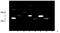 Heme oxygenase 2 antibody, BML-HC3002-0100, Enzo Life Sciences, Western Blot image 