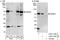 SUMO Specific Peptidase 3 antibody, A303-139A, Bethyl Labs, Western Blot image 