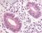 Phosphodiesterase 3A antibody, 48-336, ProSci, Immunohistochemistry frozen image 