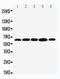 BCL2 Associated Athanogene 3 antibody, PA2100, Boster Biological Technology, Western Blot image 