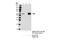 HCK Proto-Oncogene, Src Family Tyrosine Kinase antibody, 14643S, Cell Signaling Technology, Immunoprecipitation image 