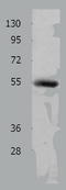 Matrix metalloproteinase-17 antibody, TA322336, Origene, Western Blot image 