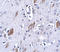 Atonal BHLH Transcription Factor 8 antibody, A07774, Boster Biological Technology, Immunohistochemistry frozen image 