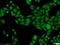 Small RNA Binding Exonuclease Protection Factor La antibody, 11720-1-AP, Proteintech Group, Immunofluorescence image 