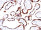 Human Chorionic gonadotrophin antibody, AM50278PU-T, Origene, Immunohistochemistry paraffin image 