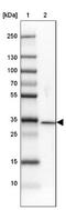 DnaJ Heat Shock Protein Family (Hsp40) Member C8 antibody, NBP1-87015, Novus Biologicals, Western Blot image 
