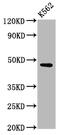 BRO1 Domain And CAAX Motif Containing antibody, CSB-PA730136LA01HU, Cusabio, Western Blot image 