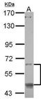 Cyclic AMP-responsive element-binding protein 3-like protein 1 antibody, PA5-31468, Invitrogen Antibodies, Western Blot image 