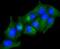 Adiponectin Receptor 1 antibody, NBP2-67631, Novus Biologicals, Immunofluorescence image 