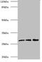 CA1 antibody, A55202-100, Epigentek, Western Blot image 