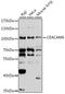 Carcinoembryonic Antigen Related Cell Adhesion Molecule 6 antibody, STJ110738, St John