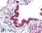Lysine-specific demethylase 2A antibody, 42-851, ProSci, Enzyme Linked Immunosorbent Assay image 