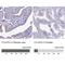 Cilia And Flagella Associated Protein 300 antibody, NBP1-81213, Novus Biologicals, Immunohistochemistry paraffin image 
