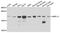 Mitochondrial Ribosomal Protein L11 antibody, A11059-1, Boster Biological Technology, Western Blot image 
