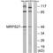 Mitochondrial Ribosomal Protein S27 antibody, A12929, Boster Biological Technology, Western Blot image 