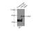 Fibulin 5 antibody, 12188-1-AP, Proteintech Group, Immunoprecipitation image 