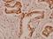 Tryptophan Hydroxylase 1 antibody, A01626, Boster Biological Technology, Immunohistochemistry frozen image 