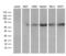 Recombination Signal Binding Protein For Immunoglobulin Kappa J Region antibody, LS-C792095, Lifespan Biosciences, Western Blot image 