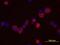 Claudin 12 antibody, MAB4284, R&D Systems, Immunofluorescence image 