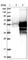 Transmembrane P24 Trafficking Protein Family Member 8 antibody, HPA001205, Atlas Antibodies, Western Blot image 