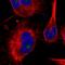 Mediator Complex Subunit 16 antibody, HPA046495, Atlas Antibodies, Immunofluorescence image 