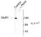 Glutamate Ionotropic Receptor AMPA Type Subunit 1 antibody, TA309152, Origene, Western Blot image 