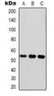 Vitronectin antibody, orb339123, Biorbyt, Western Blot image 