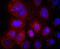 Lymphatic Vessel Endothelial Hyaluronan Receptor 1 antibody, A04027-1, Boster Biological Technology, Immunocytochemistry image 