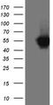 PD-L1 antibody, TA810872, Origene, Western Blot image 