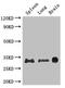 Pituitary homeobox 3 antibody, CSB-PA010844LA01HU, Cusabio, Western Blot image 