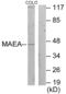 Macrophage Erythroblast Attacher antibody, abx013671, Abbexa, Western Blot image 