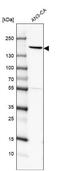 Peroxisome biogenesis factor 1 antibody, NBP1-80577, Novus Biologicals, Western Blot image 