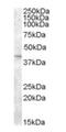 Sodium/potassium/calcium exchanger 5 antibody, orb19253, Biorbyt, Western Blot image 