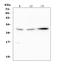 Suppressor of cytokine signaling 3 antibody, PA1707, Boster Biological Technology, Western Blot image 
