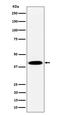 Pleckstrin antibody, M06656-2, Boster Biological Technology, Western Blot image 