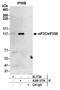 Eukaryotic Translation Initiation Factor 3 Subunit C antibody, A300-377A, Bethyl Labs, Immunoprecipitation image 