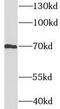 L-amino-acid oxidase antibody, FNab09965, FineTest, Western Blot image 