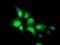 Neuraminidase 2 antibody, NBP2-00783, Novus Biologicals, Immunofluorescence image 