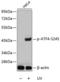 ATF4 antibody, TA326766, Origene, Western Blot image 
