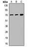 FMR1 Autosomal Homolog 1 antibody, orb412408, Biorbyt, Western Blot image 