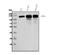 Cadherin 11 antibody, A04419-1, Boster Biological Technology, Western Blot image 
