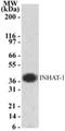 INHAT1  antibody, NB100-56353, Novus Biologicals, Western Blot image 