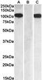 M13 antibody, orb109588, Biorbyt, Western Blot image 