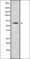 Tripartite Motif Containing 23 antibody, orb338347, Biorbyt, Western Blot image 